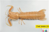 藏品(尖刺糙蝦蛄)的圖片